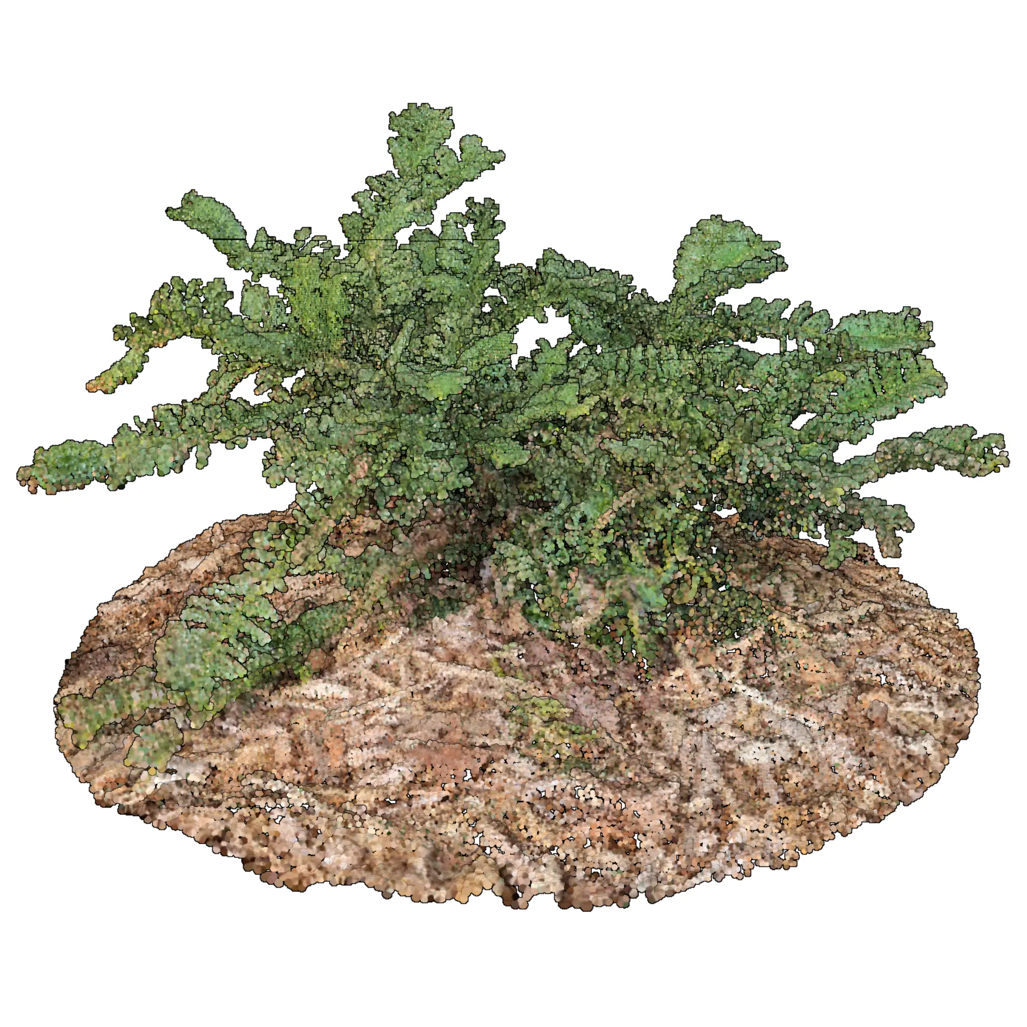 Cephalotaxus harringtonia