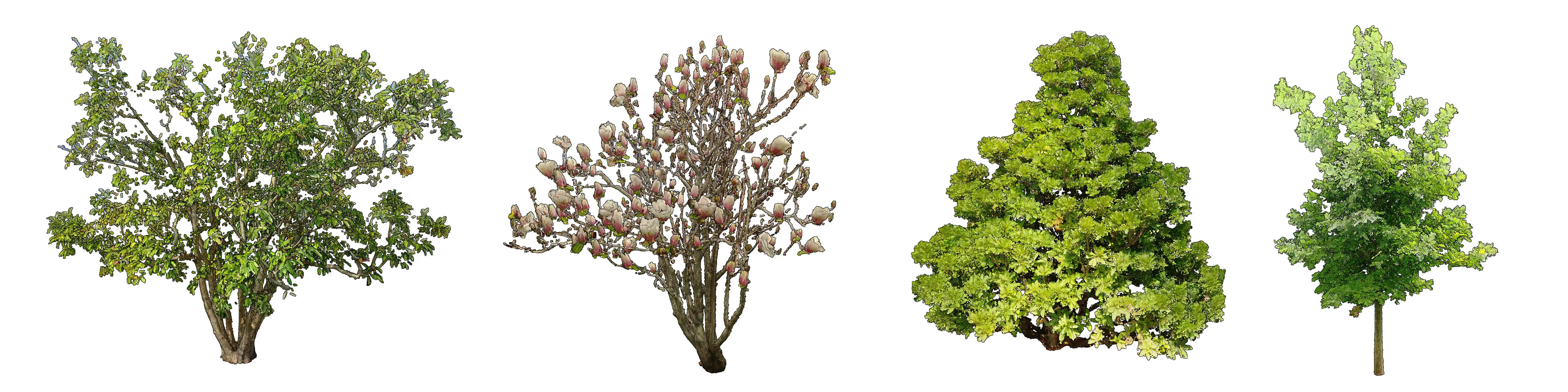 Cloud Forest Library