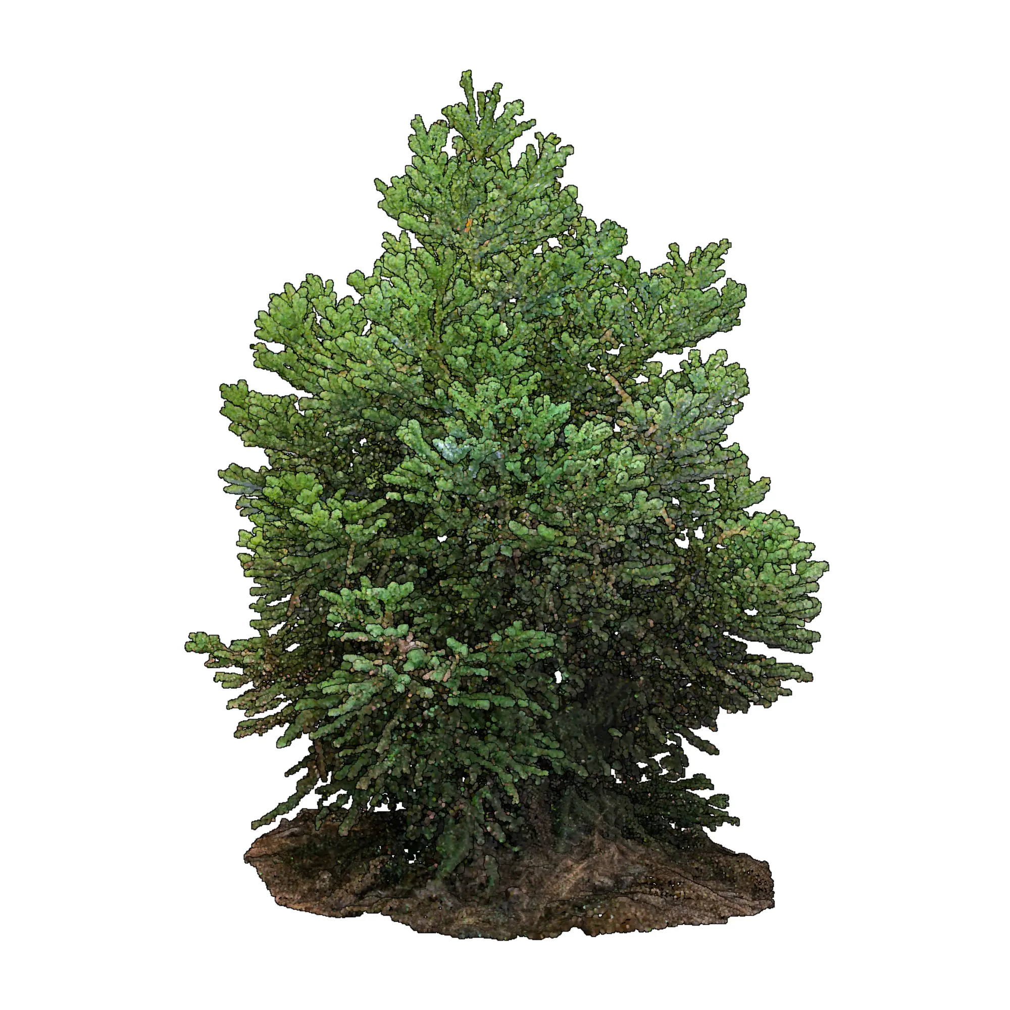 Cryptomeria japonica