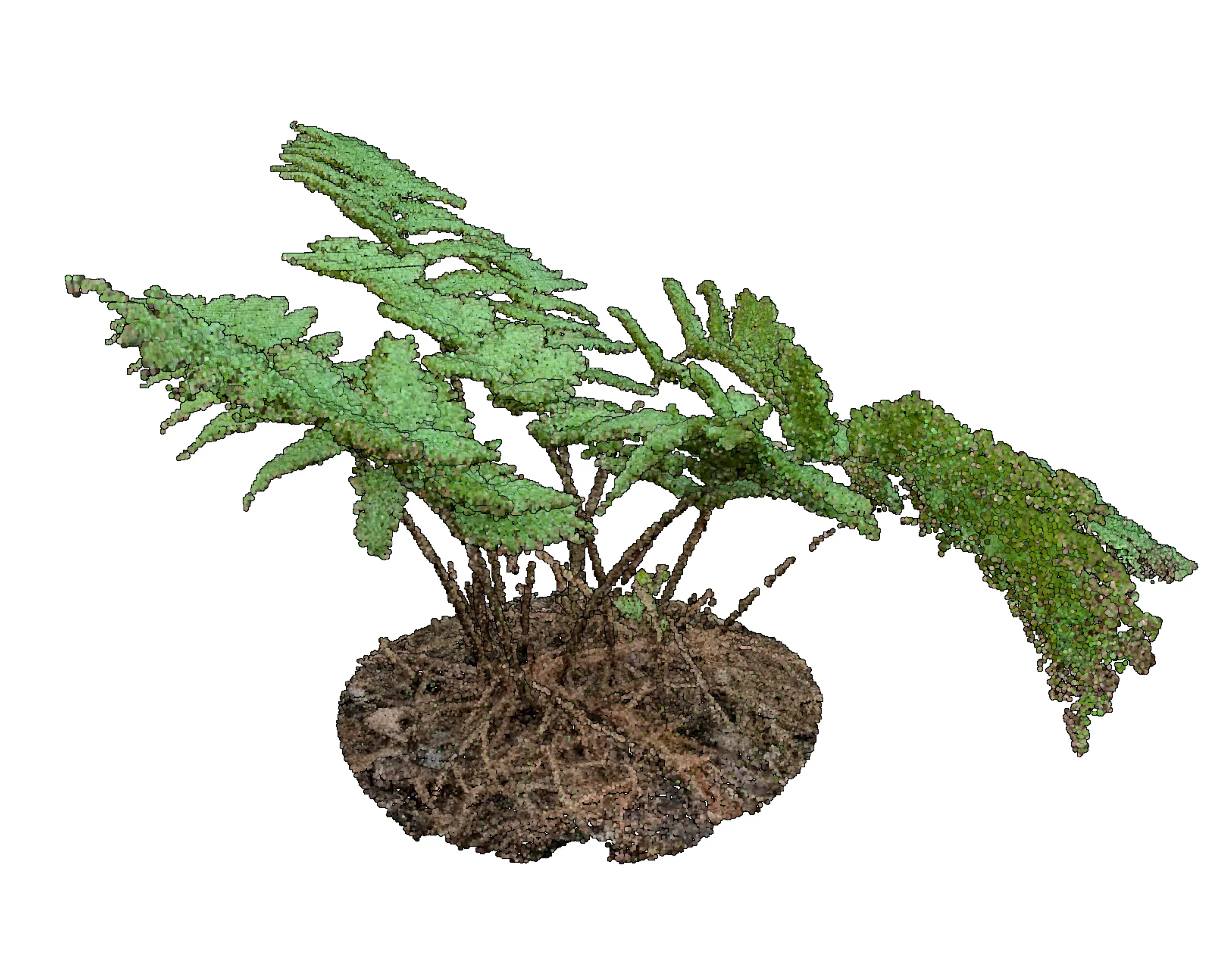 Dryopteris erythrosora