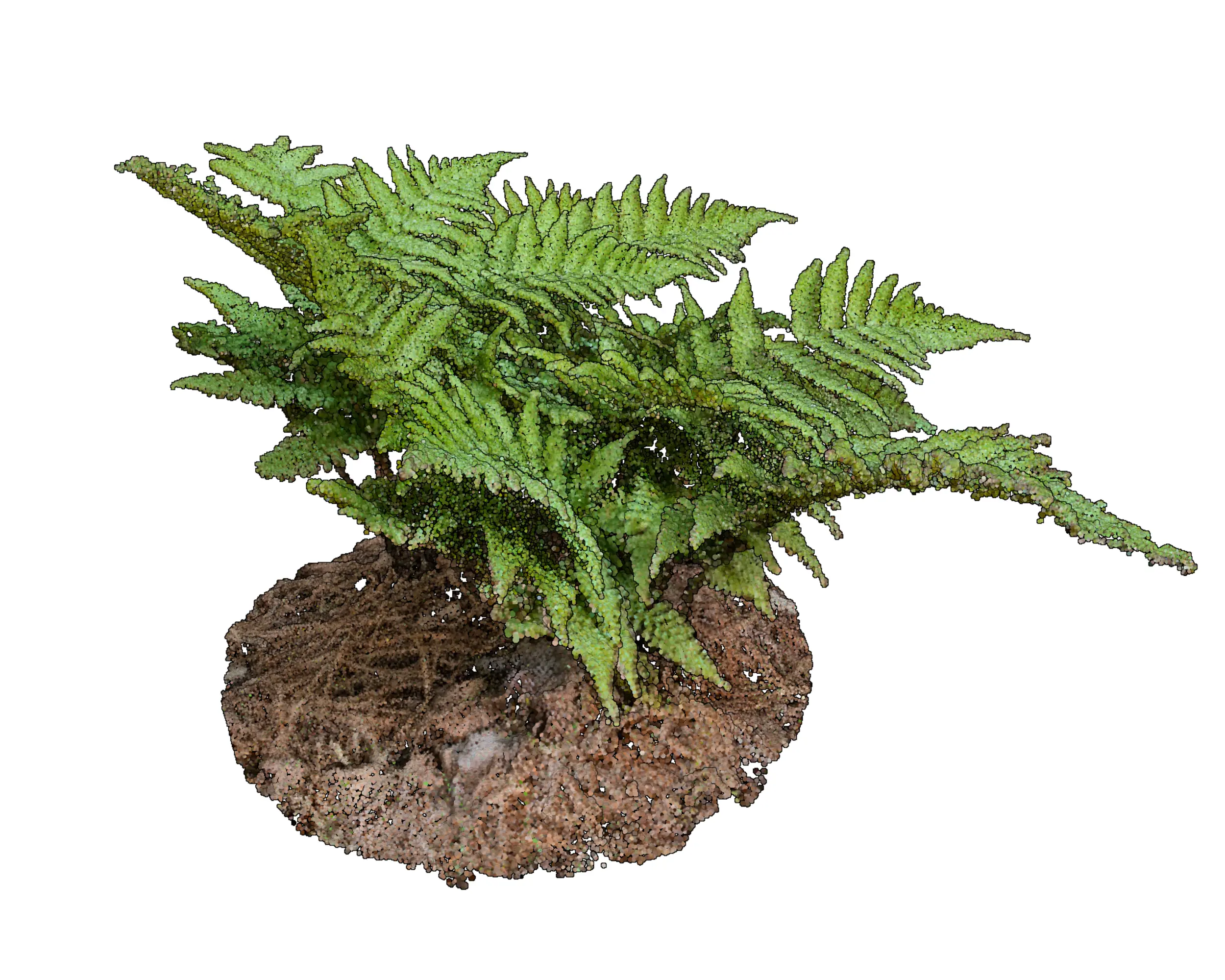 Dryopteris erythrosora