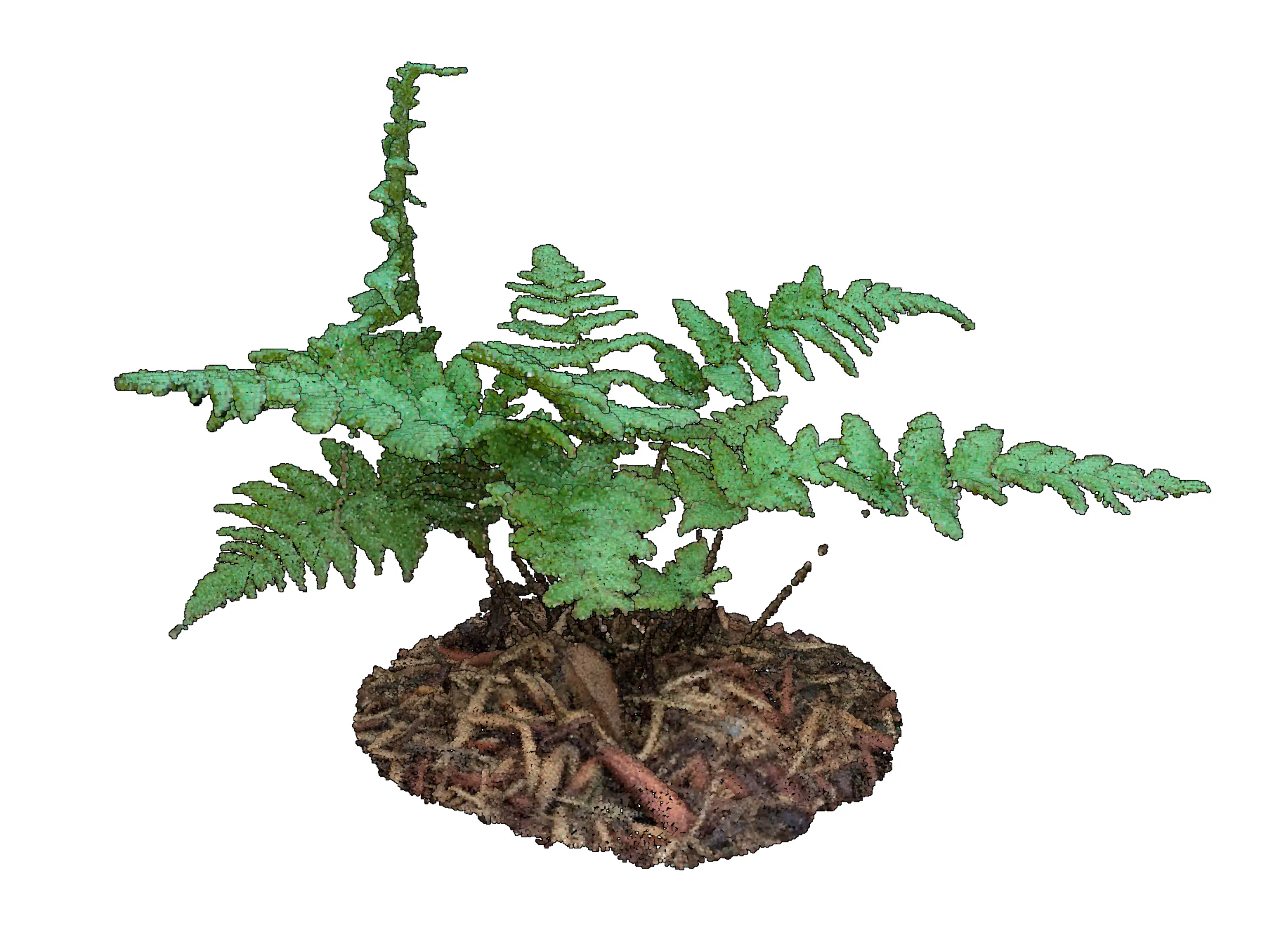 Dryopteris erythrosora
