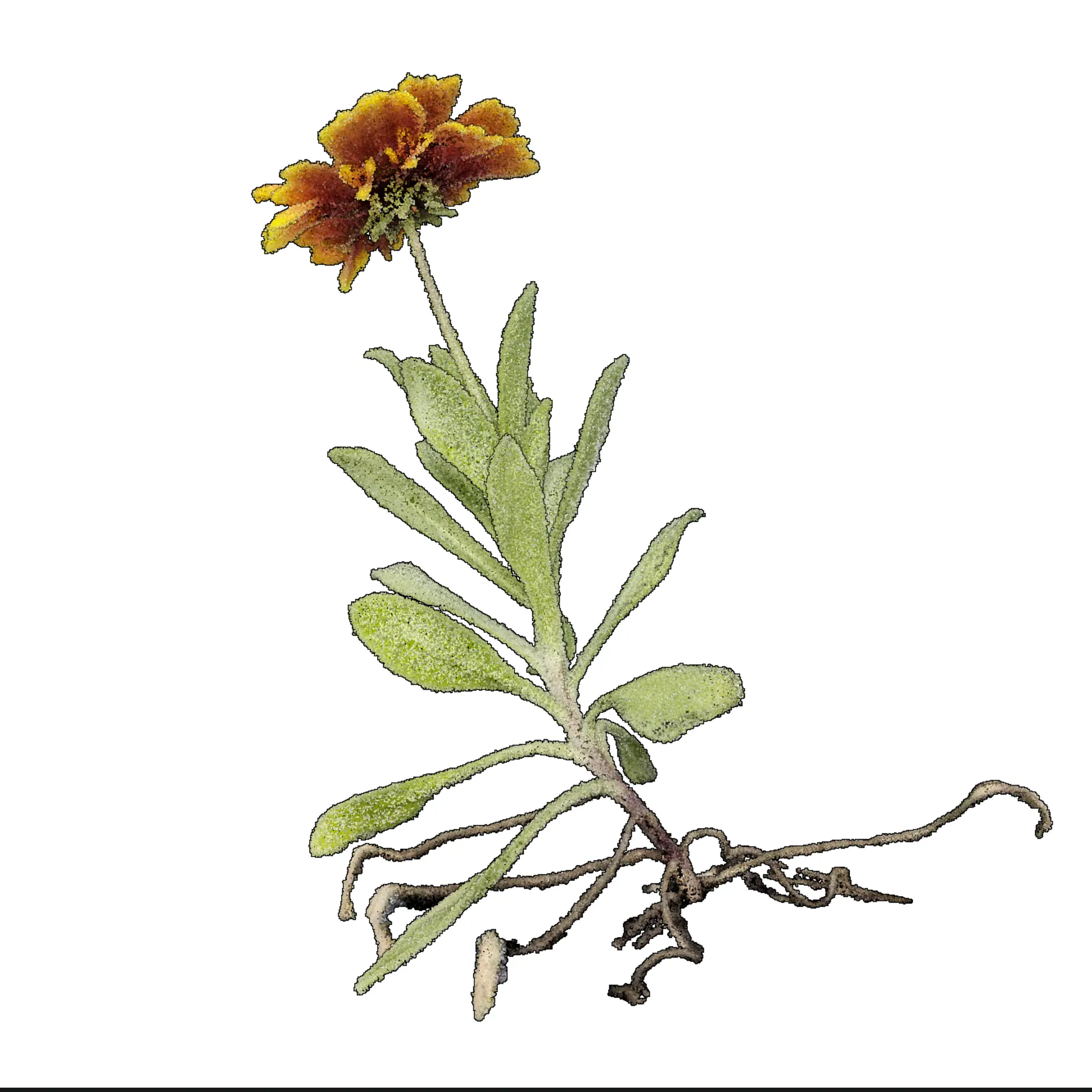 Gaillardia aristata