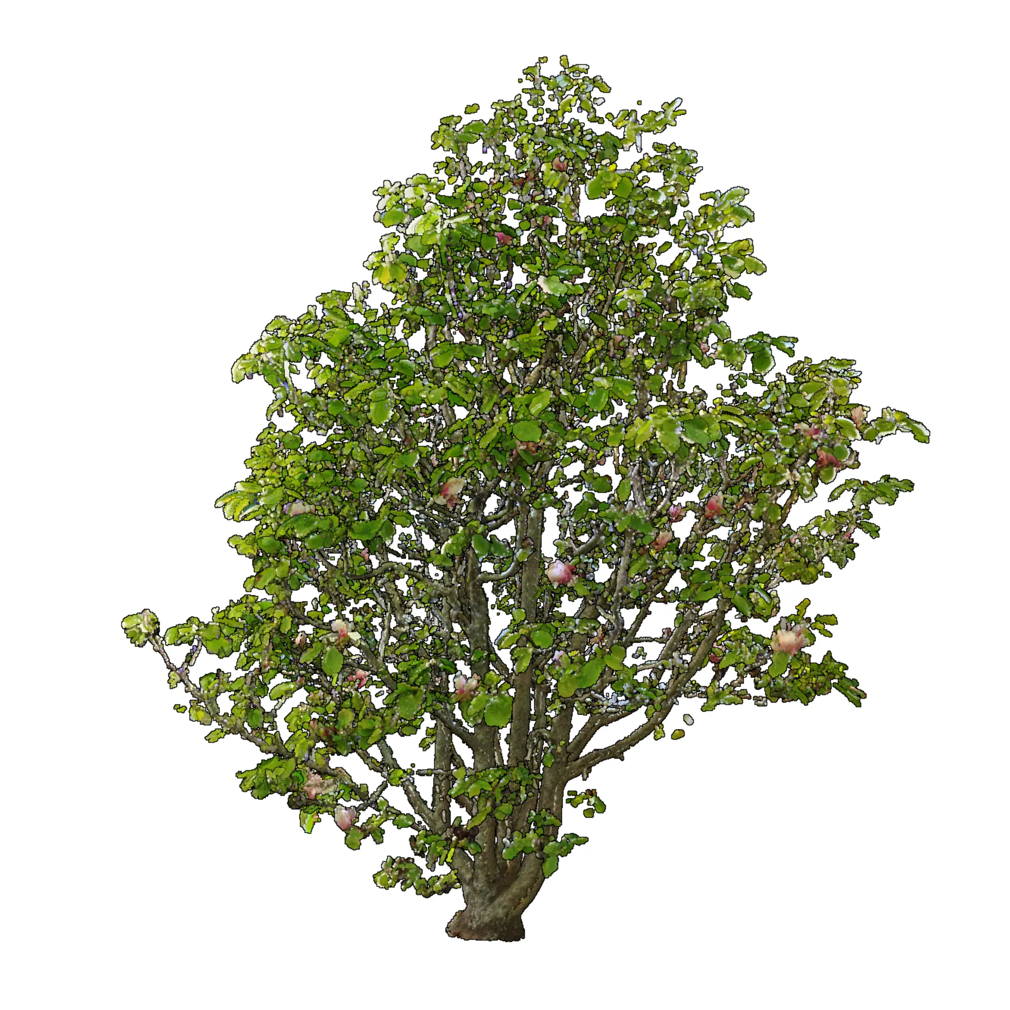 Magnolia soulangeana