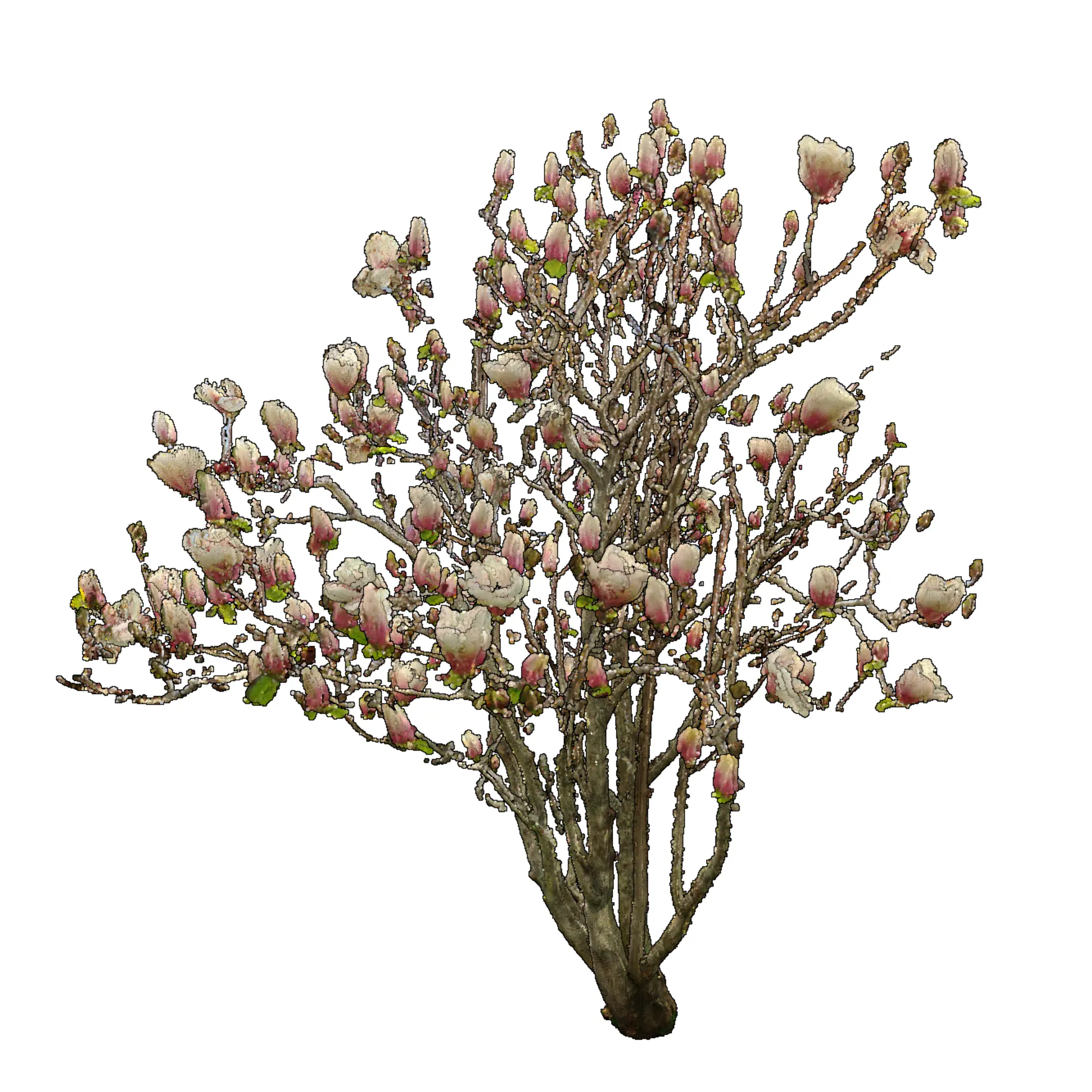 Magnolia soulangeana