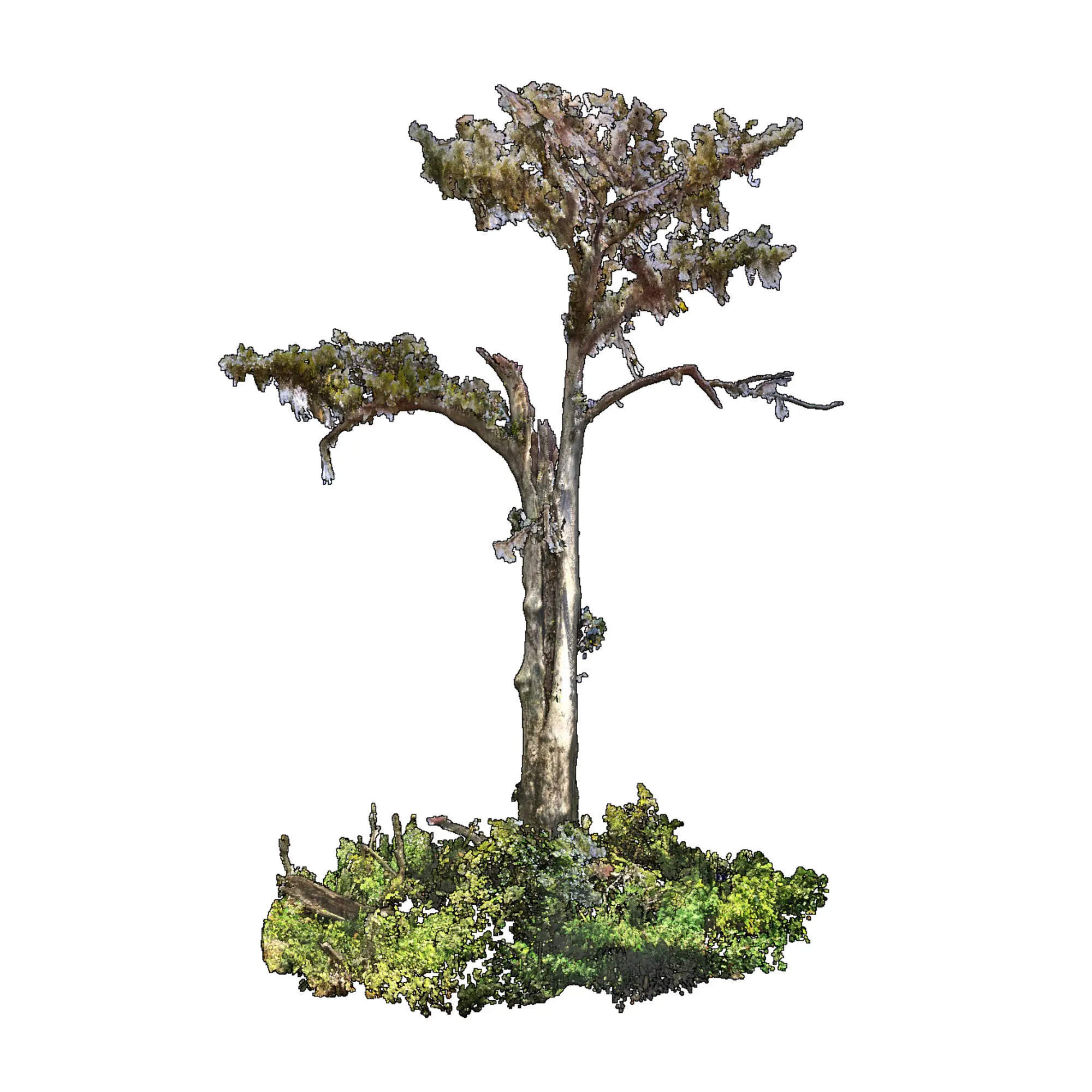 Monarch of the Swamp