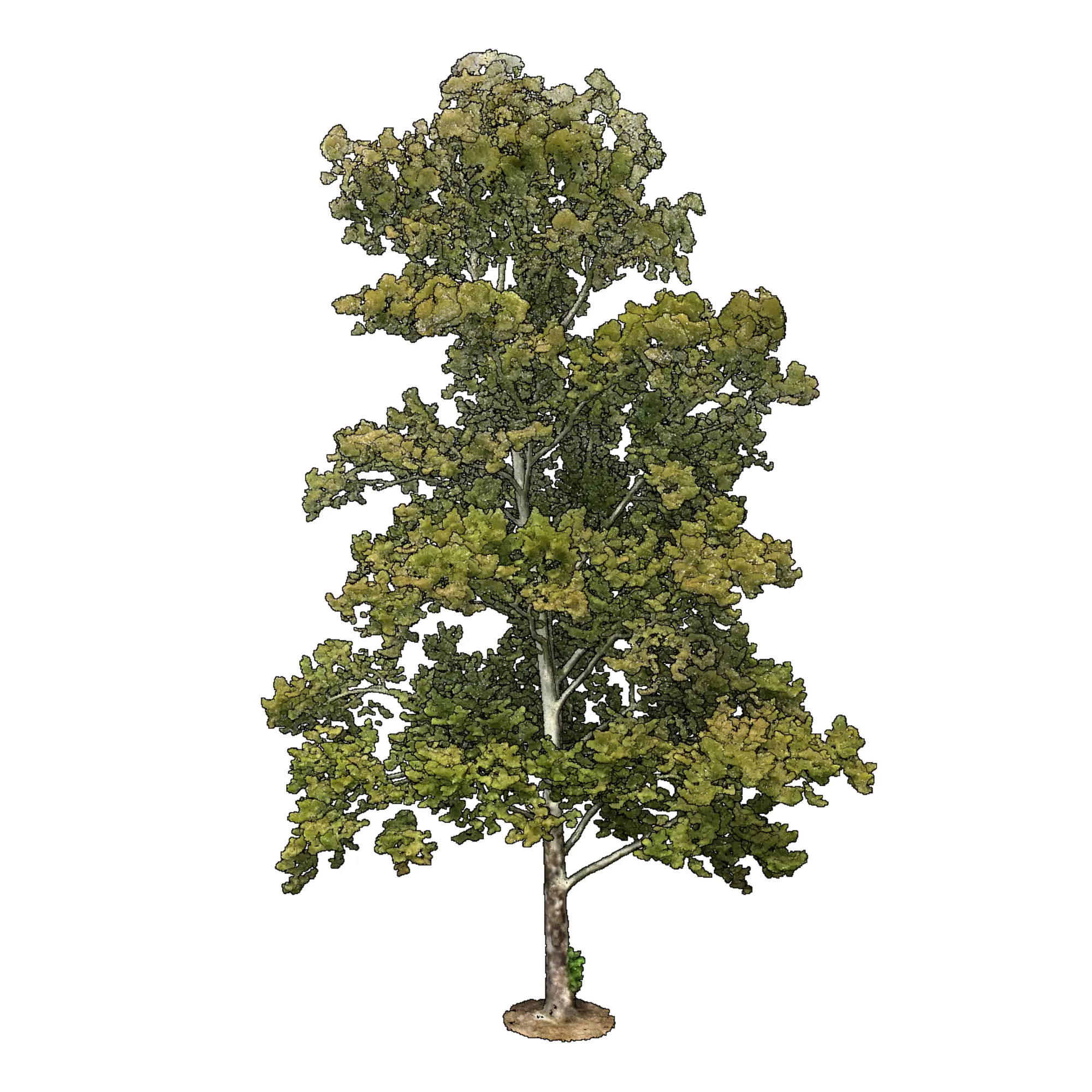 Platanus occidentalis