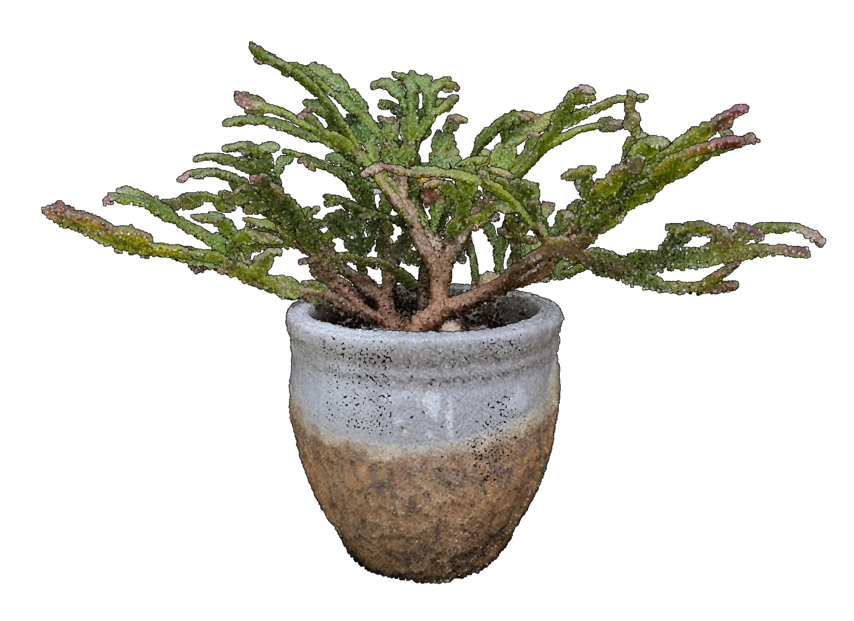 Schlumbergera bridgesii