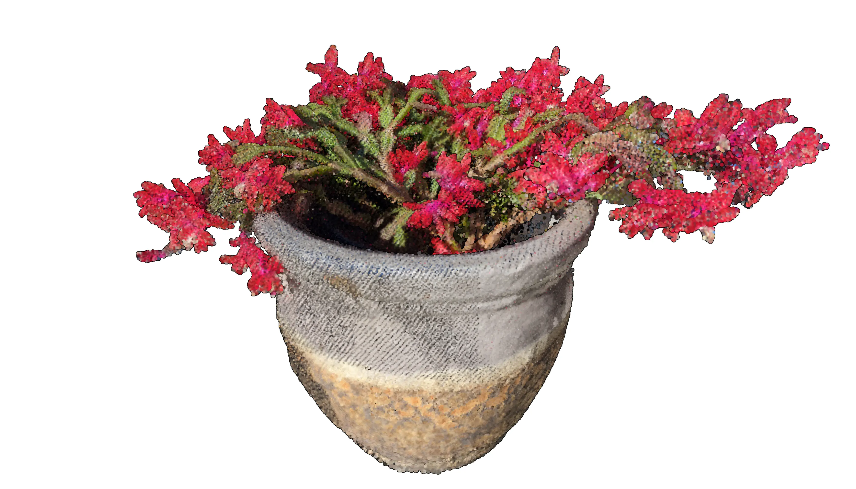 Schlumbergera bridgesii